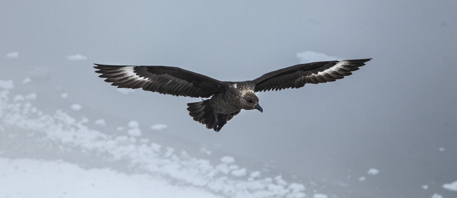 EXPGAdventures-Antarctica-Neko Harbour-2019-MG_3699_reiseverlauf3