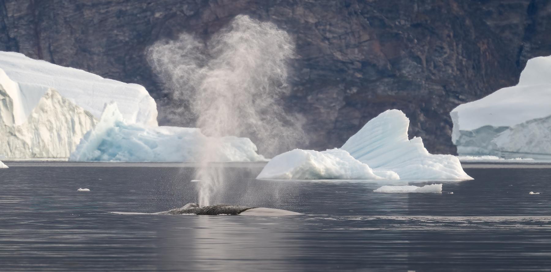 DER WILDE NORDWESTEN: EINE FOTOGRAFIEREISE: UPERNAVIK - ILULISSAT  | CAPE RACE, 2027 - Leguan Reisen