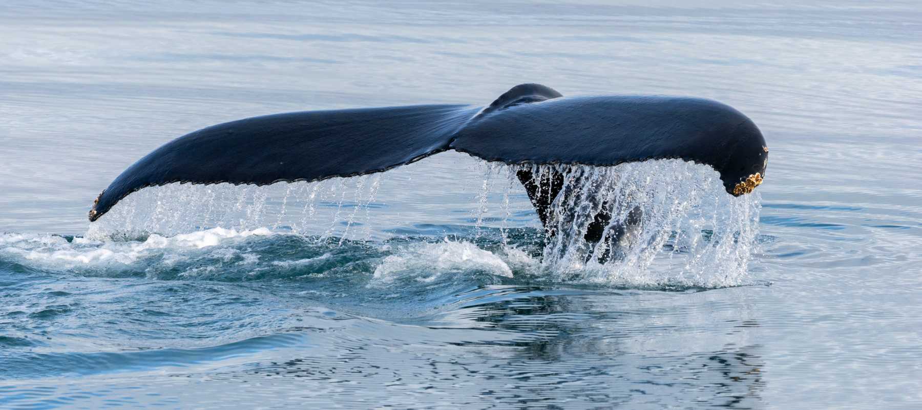 MS QUEST | Expedition Svalbard: Im Reich der Eisbären mit der M/S QUEST - Leguan Reisen