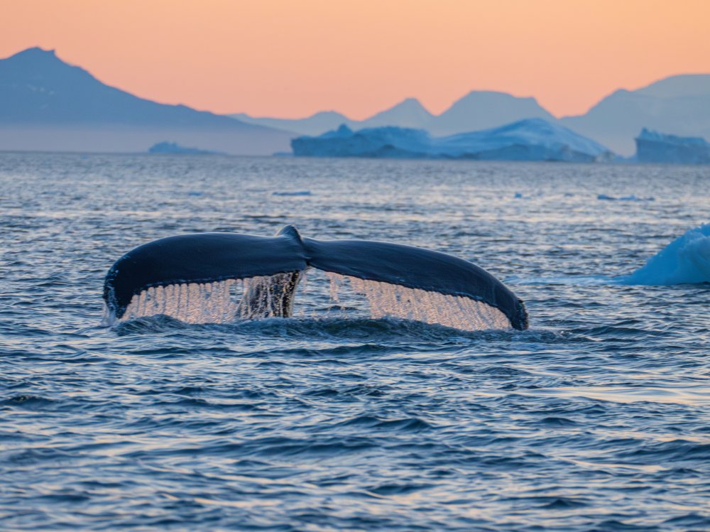 VON DEN GROSSEN GLETSCHERN ZU DEN EISBERGEN, 2027 - Leguan Reisen