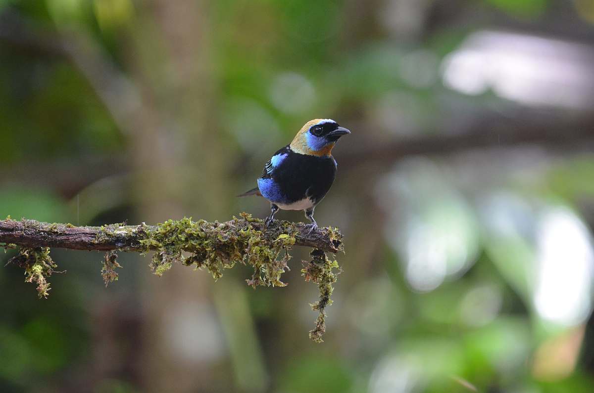Costa-Rica-Hotels-Laguna del Lagarto Lodge-Golden-hooded Tanager- River-Ara-Tours