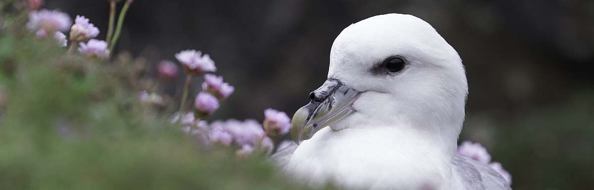 HDS02-26-Fulmar © Sara Jenner - Oceanwide Expeditions.jpg_Sara Jenner-small