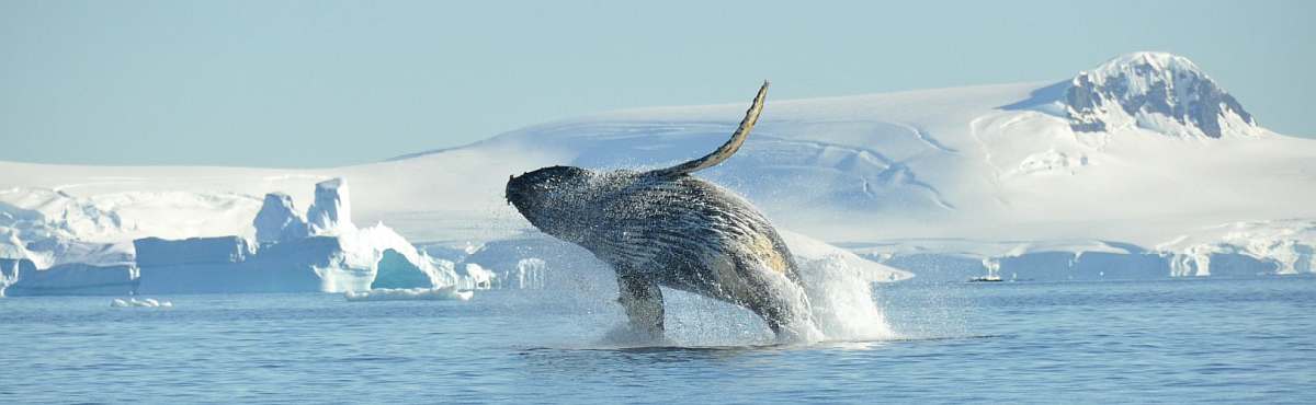 HDS23-25-Humpback whale, breaching, Antarctica © Nicolo de Cata-Oceanwide Expeditions.jpg_Nicolo de Cata-small.jpg