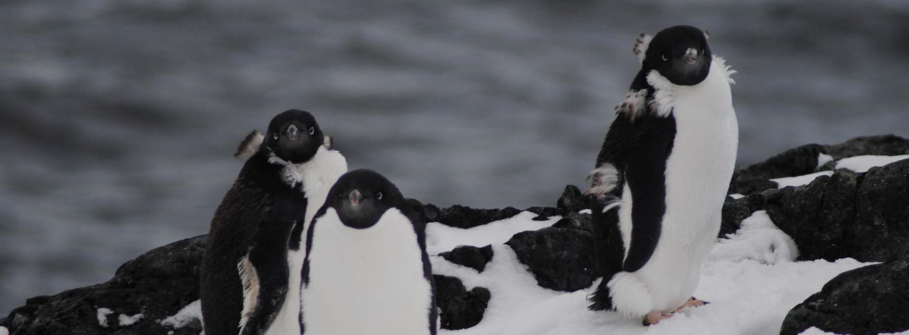 Im Reich der Pinguine: Falkland, Südgeorgien, Elephant Island & Antarktis | HONDIUS - Polar