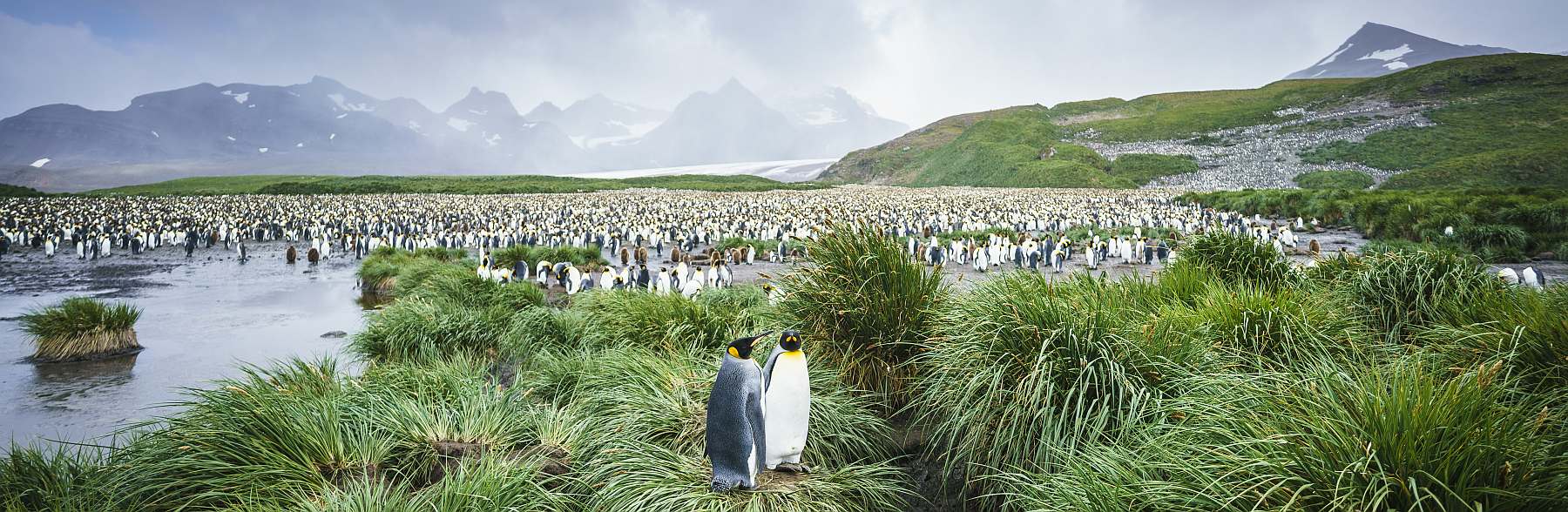 Im Reich der Pinguine: Falkland, Südgeorgien, Elephant Island & Antarktis | HONDIUS - Polar