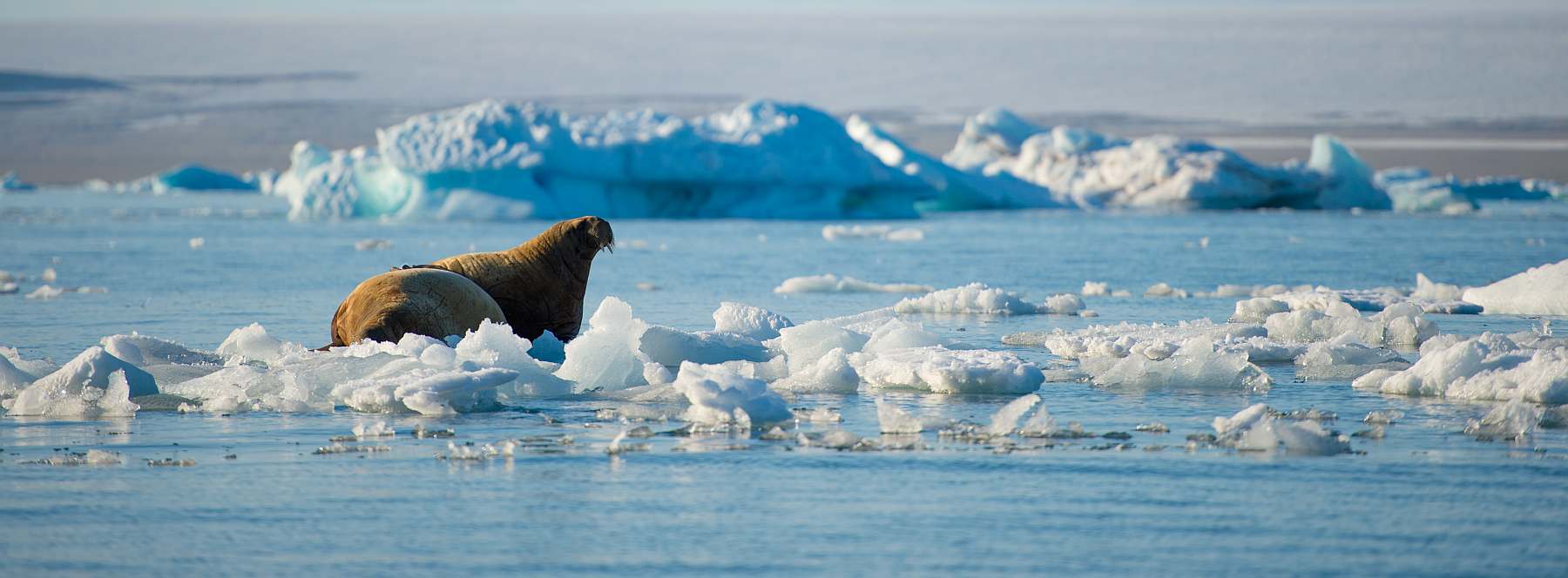 ORTELIUS | Spitzbergen und das Nordaustlandet - Polar