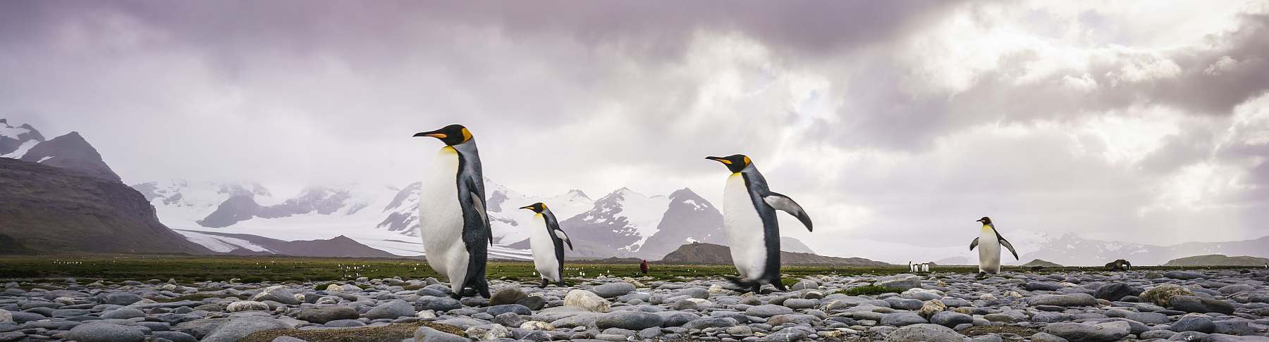 Auf den Spuren der Entdecker: Falkland, Südgeorgien & Antarktis erleben | ORTELIUS - Polar