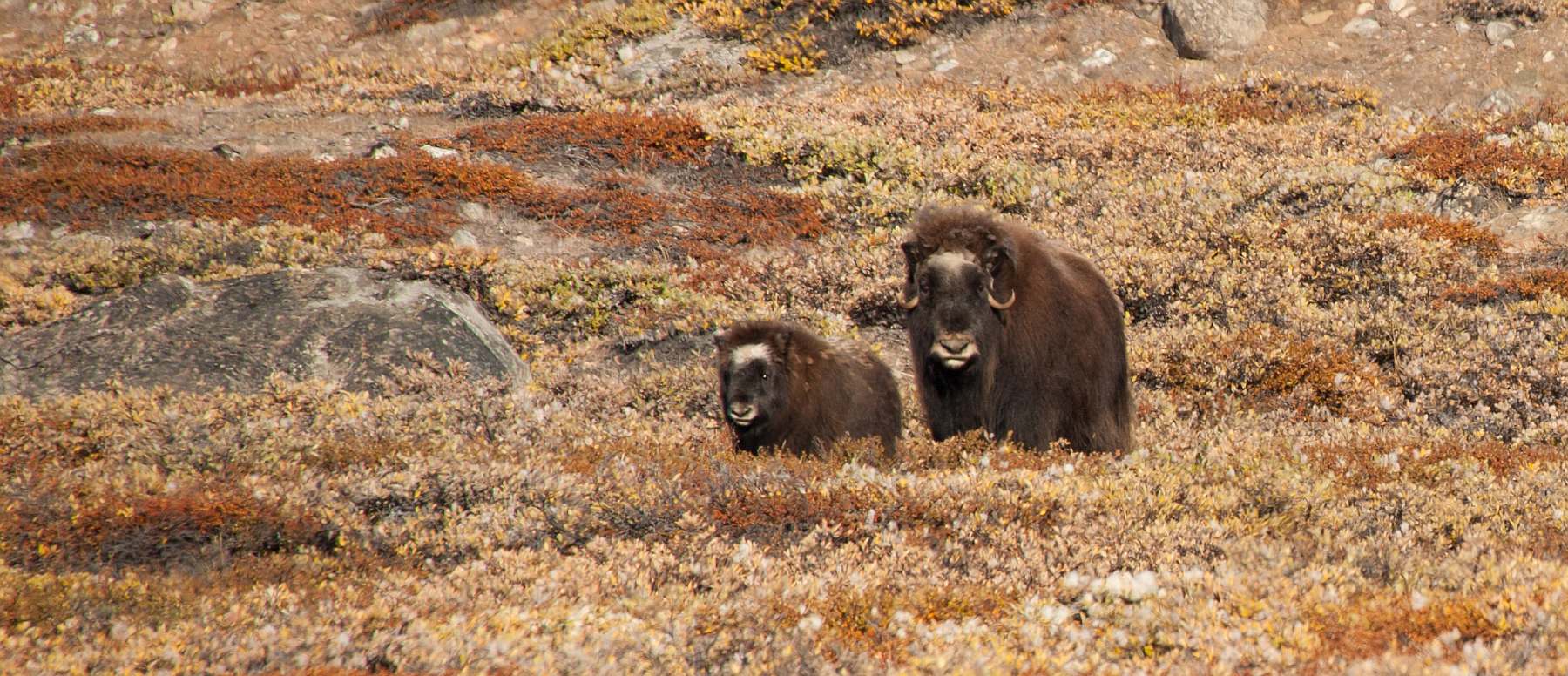 Grönlands Unberührte Küsten: Eine Reise ins Herz des Scoresby Sunds | PLANCIUS - Polar