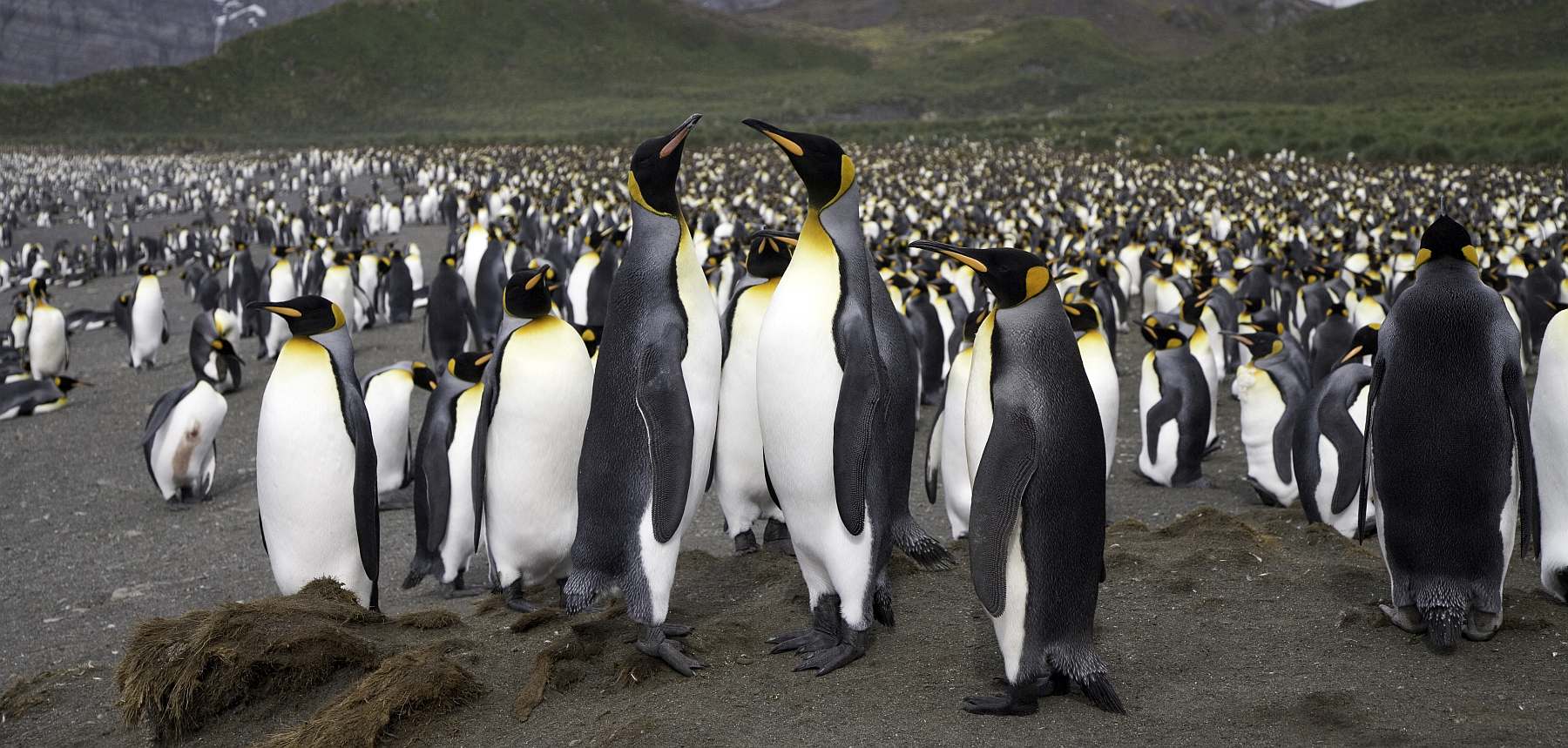 Abenteuer am Ende der Welt: Falklandinseln, Südgeorgien und Antarktis | PLANCIUS - Polar