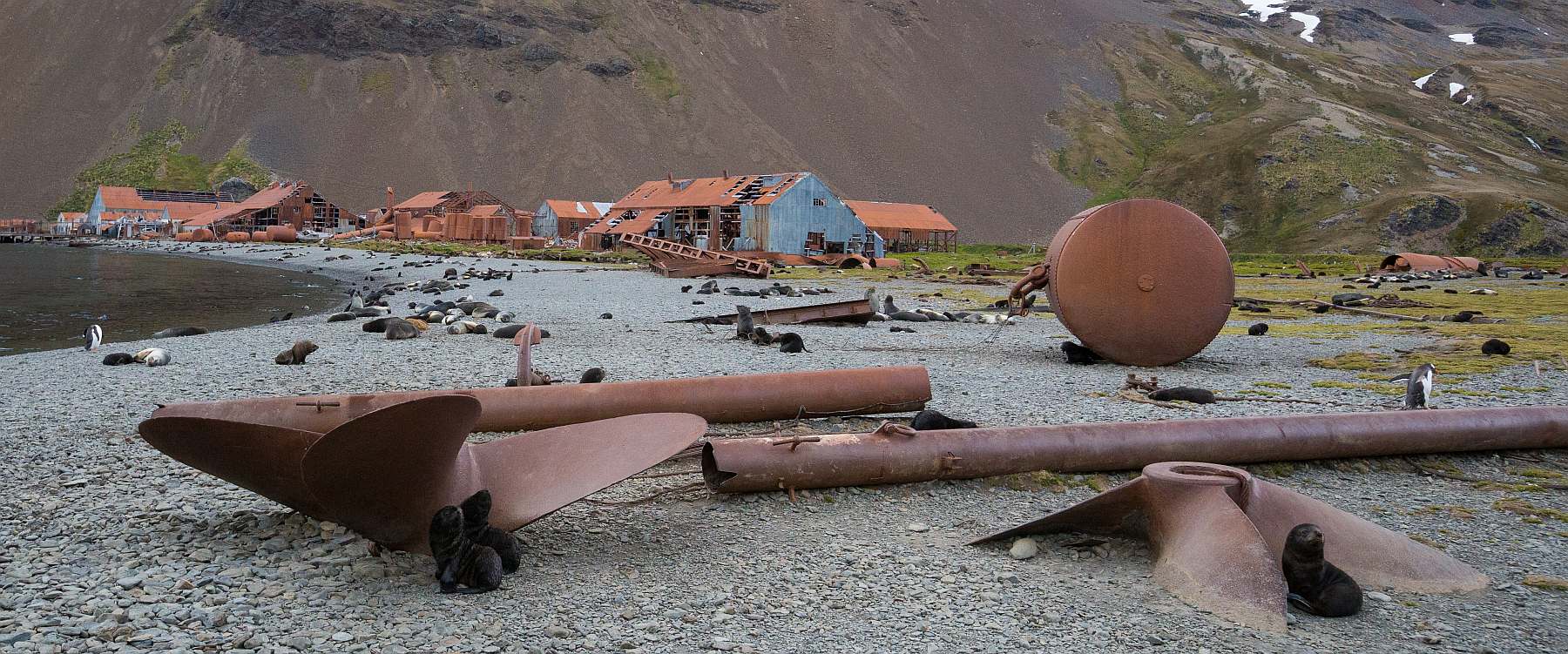Abenteuer am Ende der Welt: Falklandinseln, Südgeorgien und Antarktis | PLANCIUS - Polar