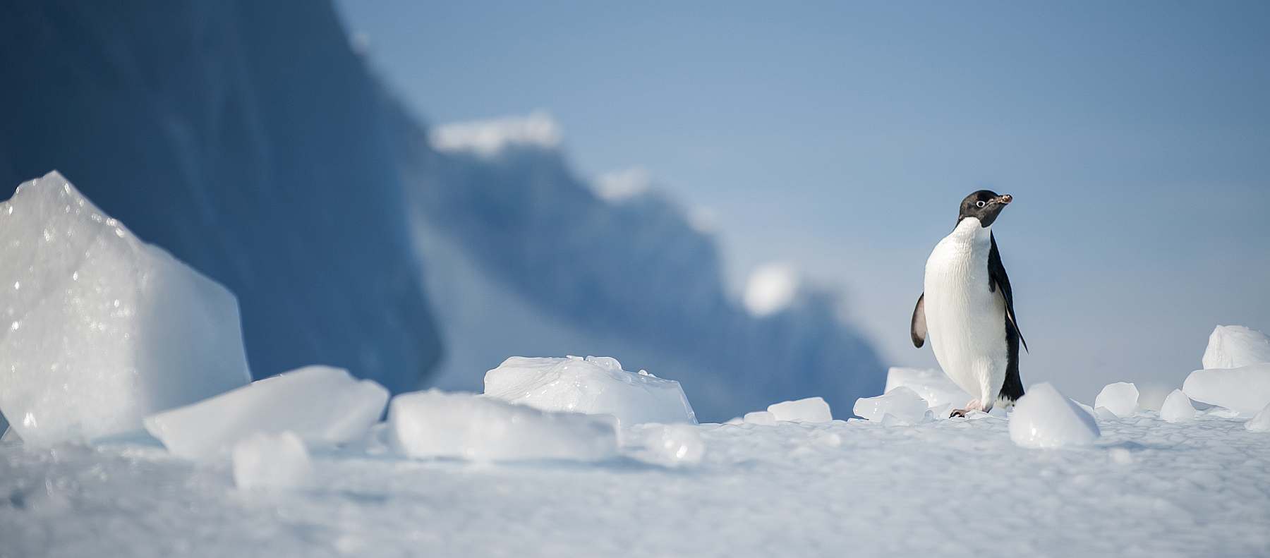 Antarktis-Expedition: Entdecken & Erleben - Eine Reise ans Ende der Welt | PLANCIUS - Polar