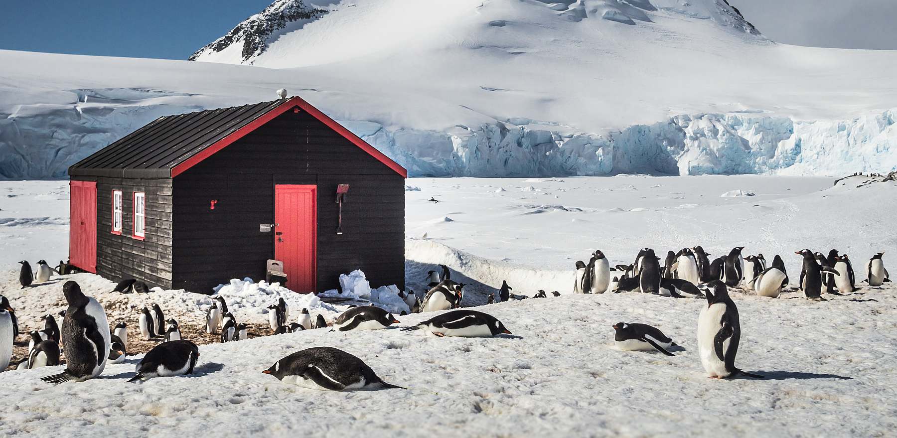Antarktis-Expedition: Entdecken & Erleben - Eine Reise ans Ende der Welt | PLANCIUS - Polar
