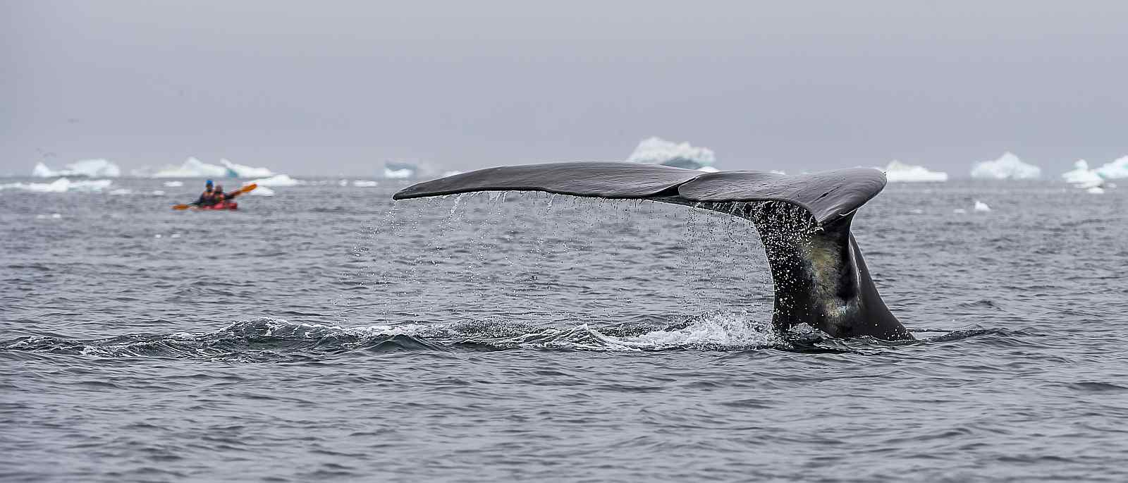 MS SEA SPIRIT | Ostgrönland - Eisberge und Nordlichter im Scoresbysund - Polar