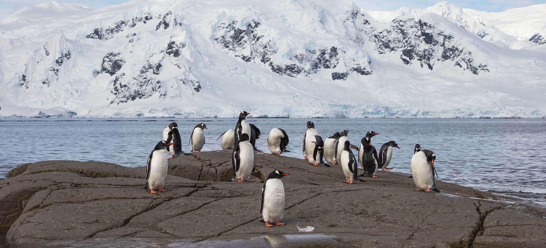 Auf Entdeckungsreise: Südshetlandinseln & Antarktische Halbinsel | OCEAN ALBATROS - Polar
