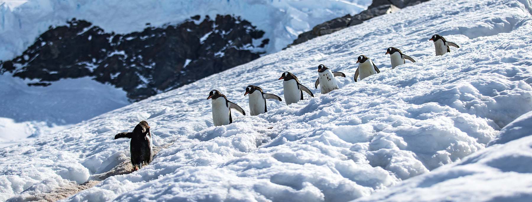 Weiße Wunderwelt jenseits des Polarkreises | OCEAN ALBATROS - Polar