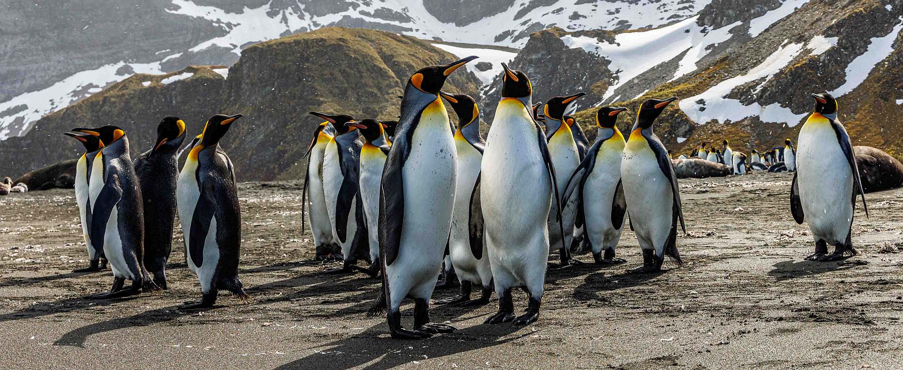 Falklandinseln, Südgeorgien & Antarktis | OCEAN ALBATROS - Polar