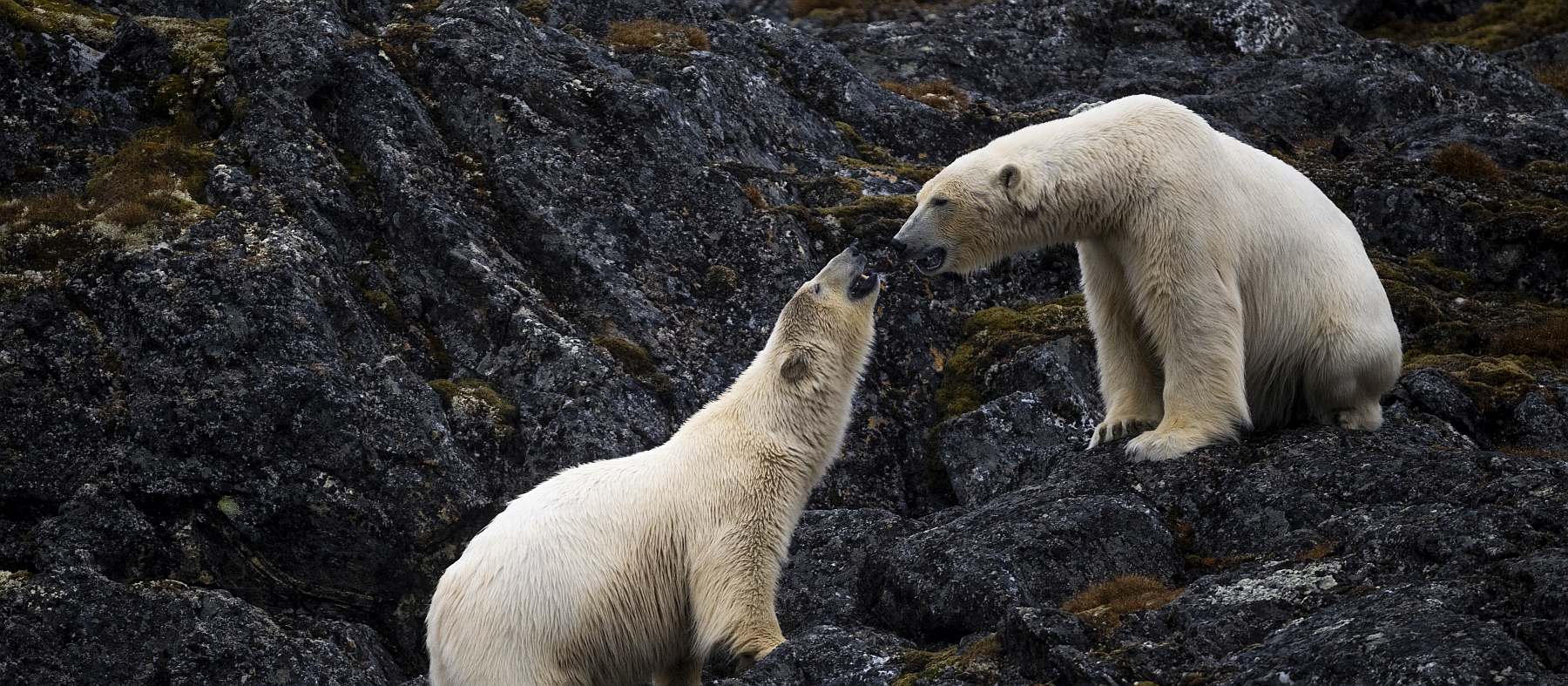 OCEAN ALBATROS | Nord-Spitzbergen - Polar