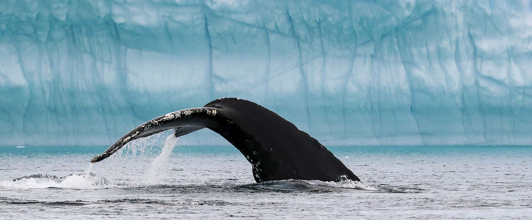 Eiswelten der Disko-Bucht und Uummannaq | OCEAN ALBATROS - Polar