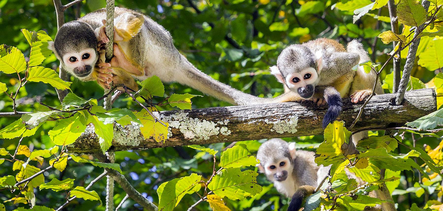 Naturparadiese in den Tropen Brasiliens: 15-tägige Kleingruppenreise - Polar