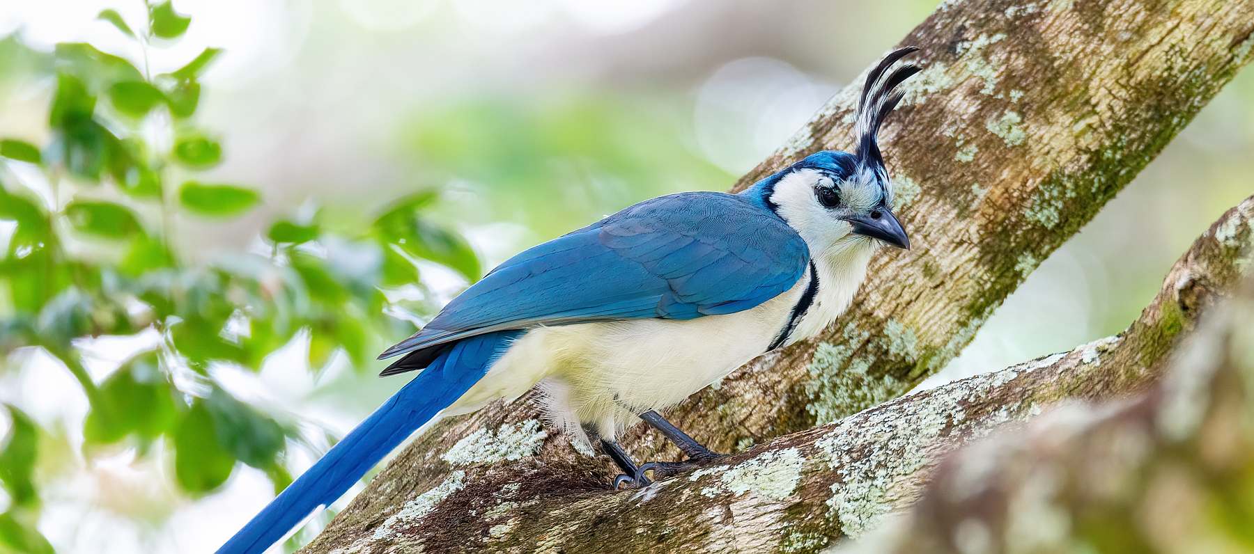 Costa Rica Pazifischer Nordwesten | Kleingruppenreise mit individuellen Zusatzprogrammen - Polar