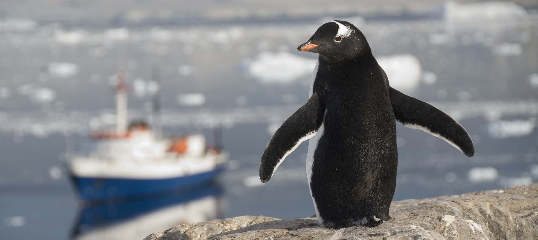 Antarktische Halbinsel und die Südshetland Inseln | USHUAIA - Polar