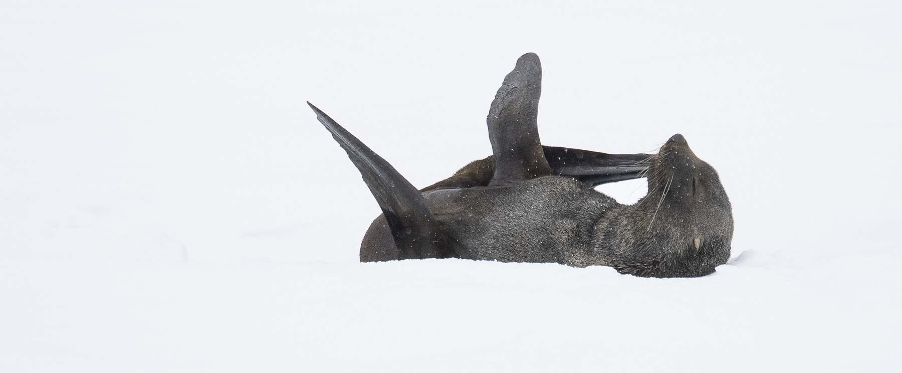 Antarktisreise mit Flug über die Drake Passage und der MAGELLAN EXPLORER - Polar