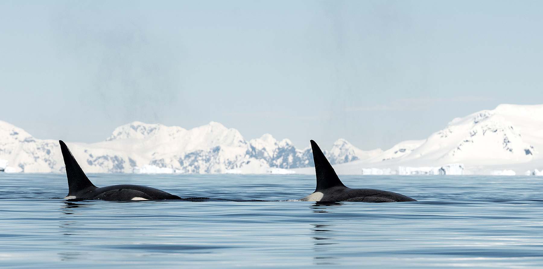 Antarktisreise mit Flug über die Drake Passage und der MAGELLAN EXPLORER - Polar