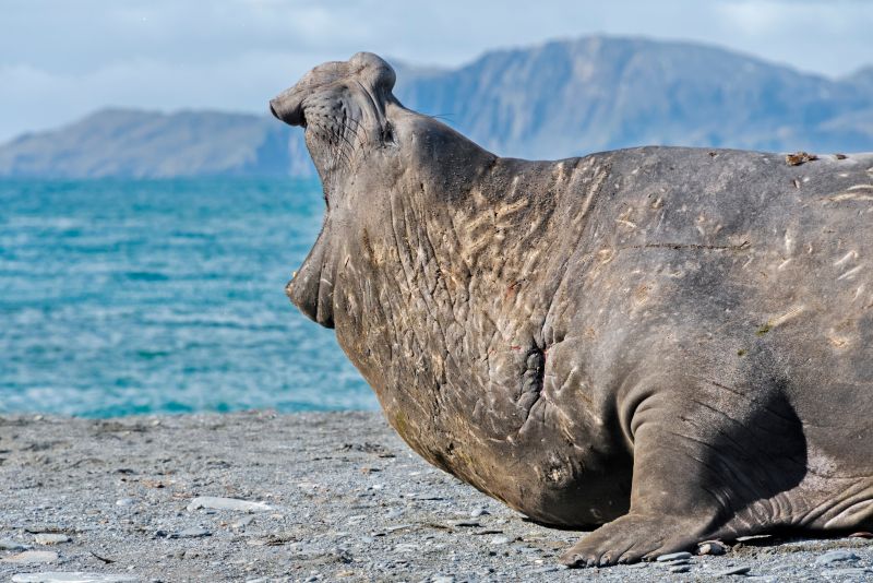 Südgeorgien intensiv - Tierwelt, Geschichte und Gletscherwelten - Polar