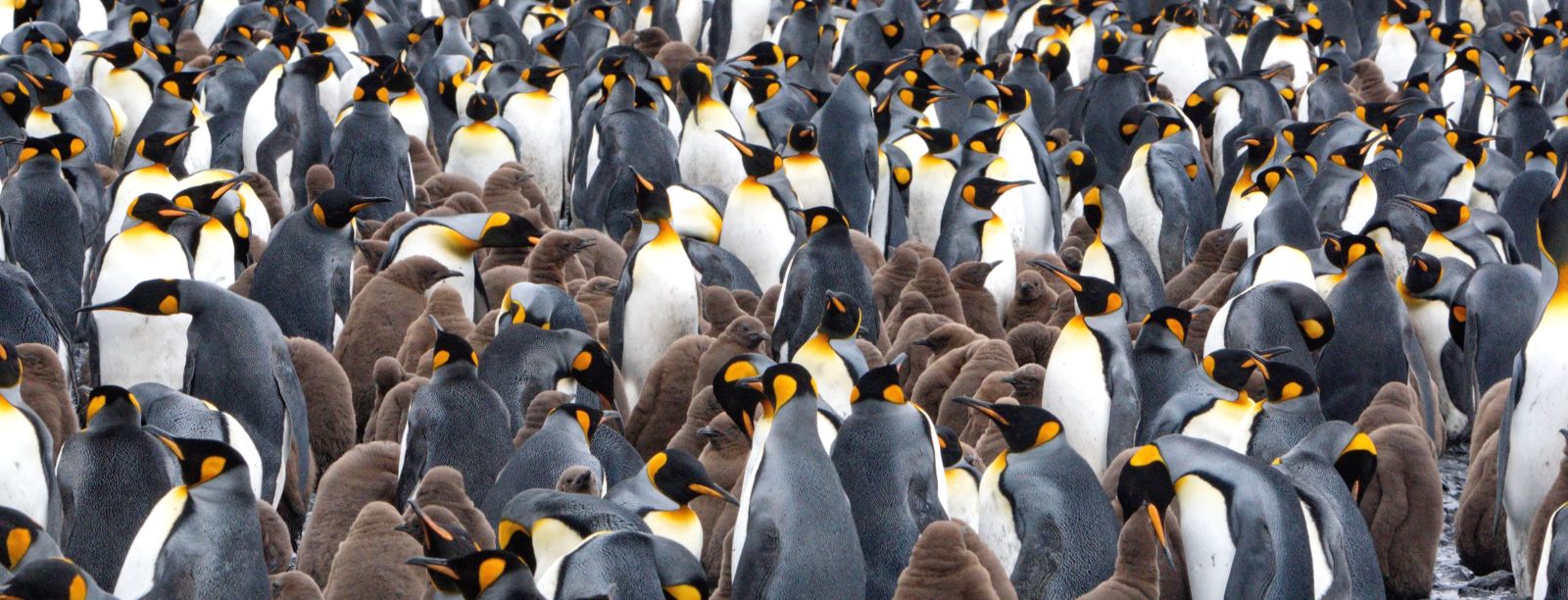 Südgeorgien intensiv - Tierwelt, Geschichte und Gletscherwelten - Polar