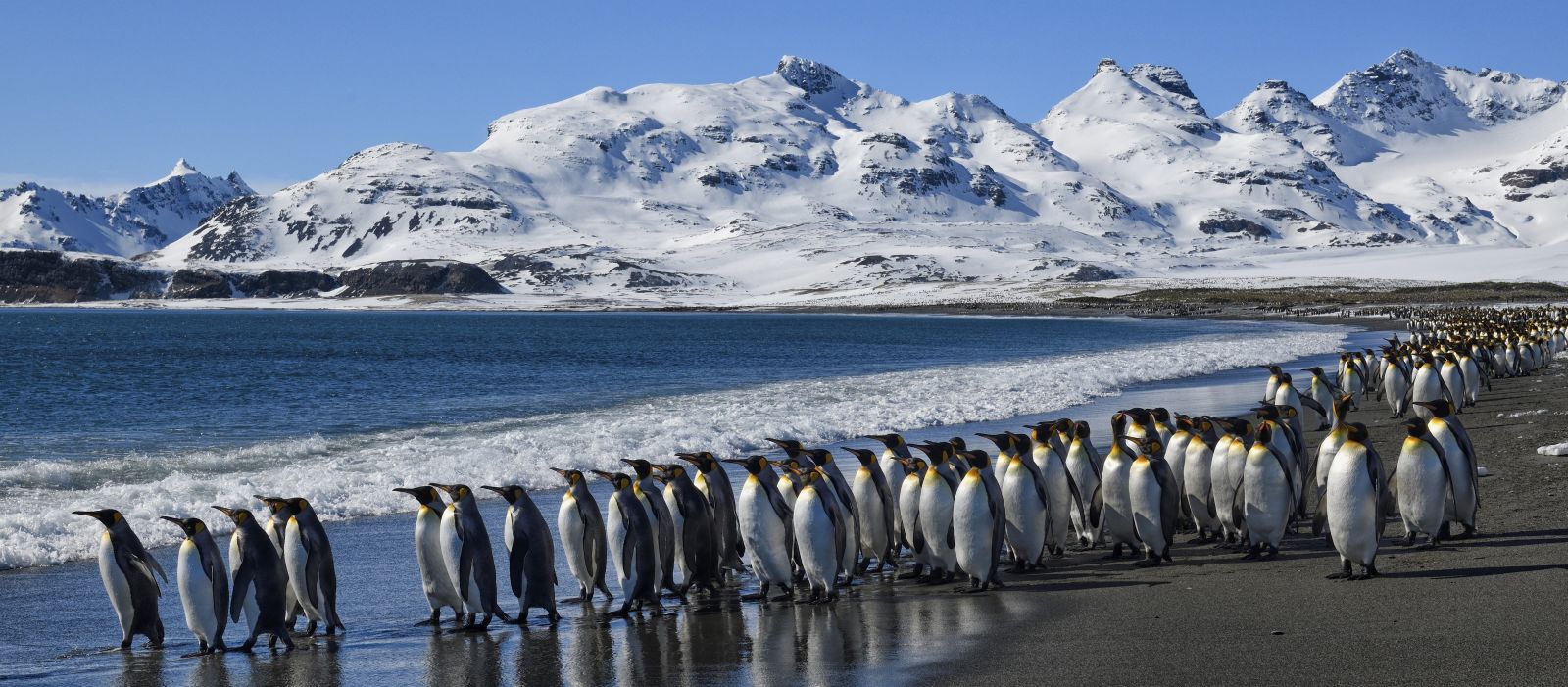 Südgeorgien intensiv - Tierwelt, Geschichte und Gletscherwelten - Polar