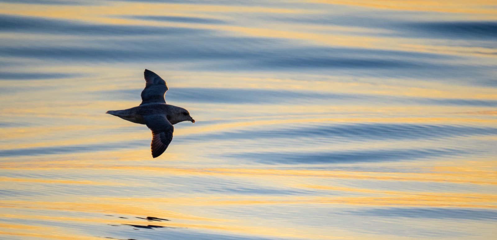MS STOCKHOLM | Herbstliches Spitzbergen - Polar