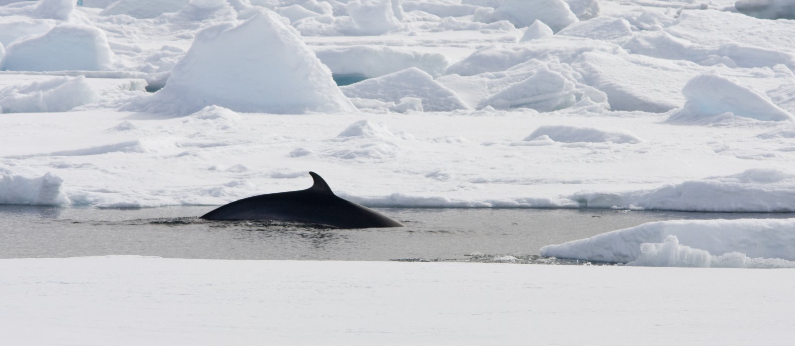 SV REMBRANDT VAN RIJN | Nord-Spitzbergen - Arktischer Sommer - Polar