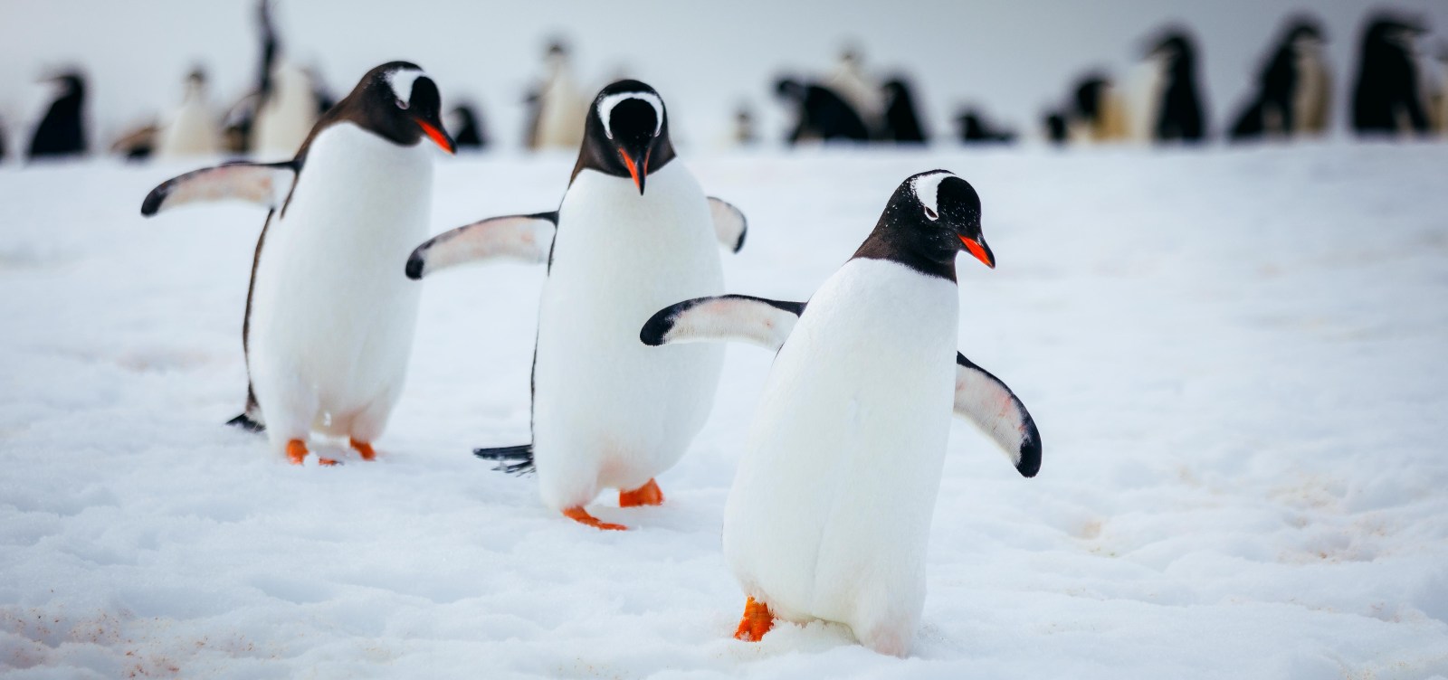 MS ULTRAMARINE | Klassische Antarktis-Expedition - Polar