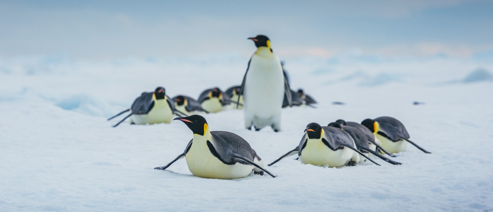 MS ULTRAMARINE | Zu den Kaiserpinguinen im Weddellmeer - Polar