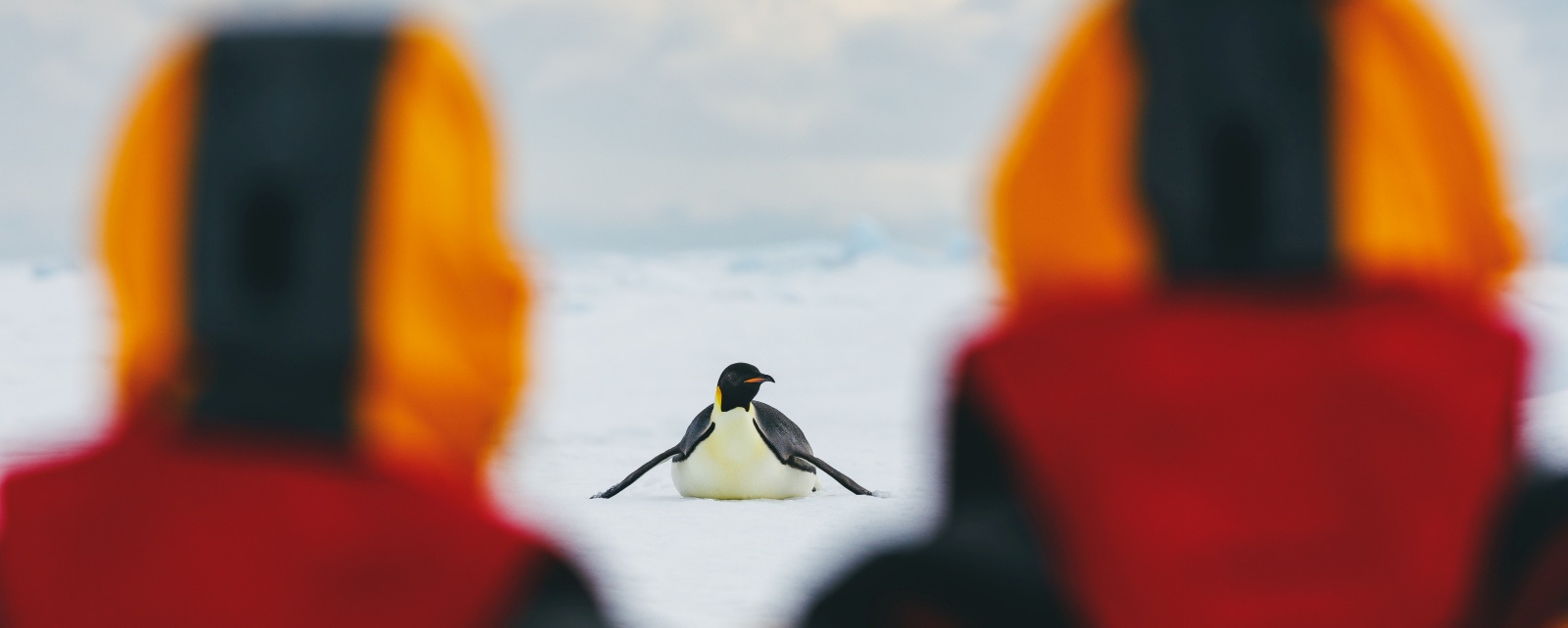 MS ULTRAMARINE | Zu den Kaiserpinguinen im Weddellmeer - Polar