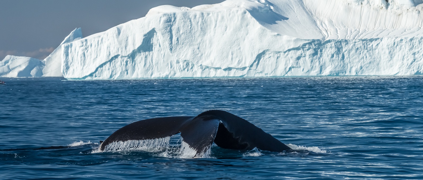 Die Eisberge der Diskobucht | CAPE RACE - Polar