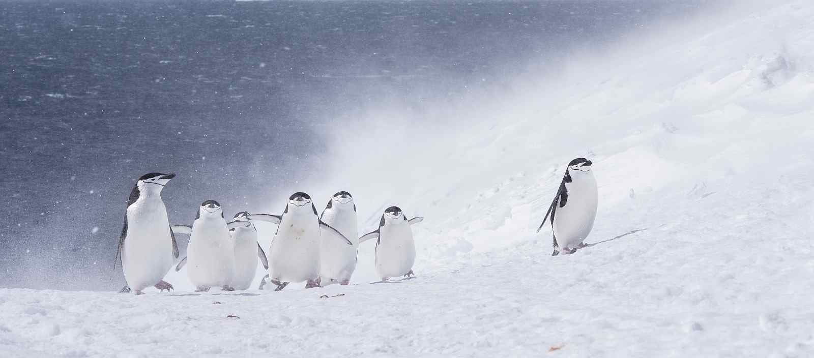 Große Antarktis-Expeditionskreuzfahrt mit Falklandinseln und Südgeorgien | OCEAN NOVA - Polar
