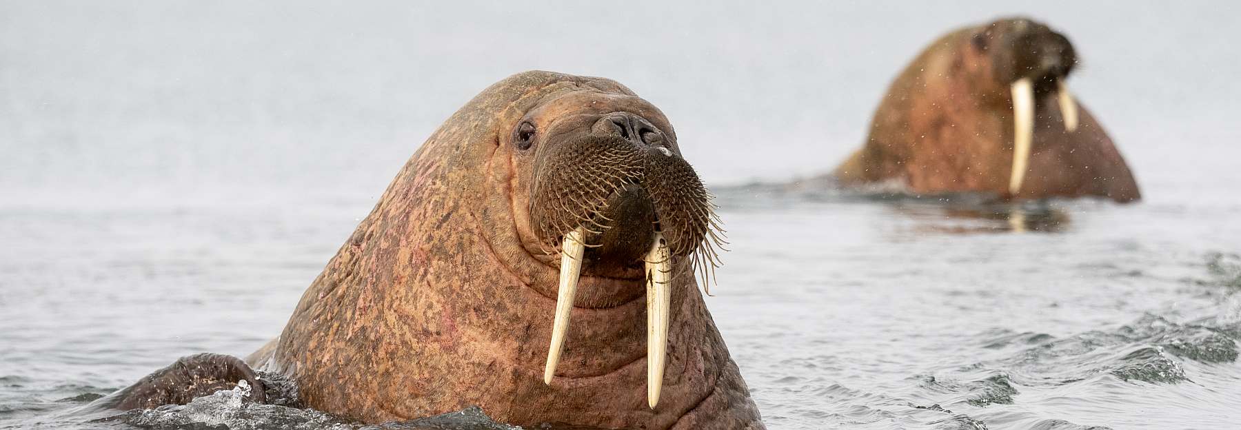 Spitzbergen mit dem Dreimastschoner REMBRANDT VAN RIJN ausführlich umrunden - Polar