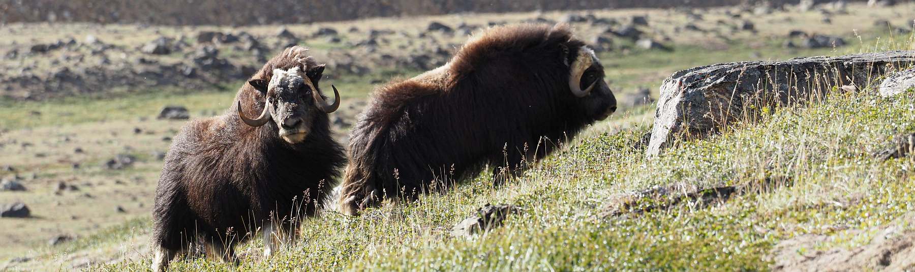Von Spitzbergen entlang der Meereisgrenze zu den Fjorden des Ostgrönland-Nationalparks | REMBRANDT VAN RIJN - Polar