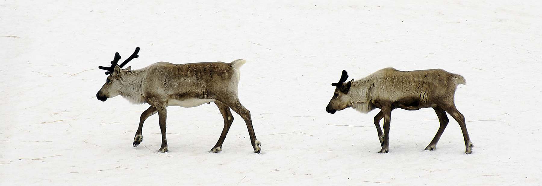 Frühling in Spitzbergen an Bord der MEANDER - Polar