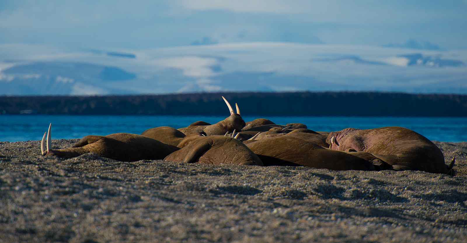 HONDIUS | Umrundung Spitzbergens - Polar