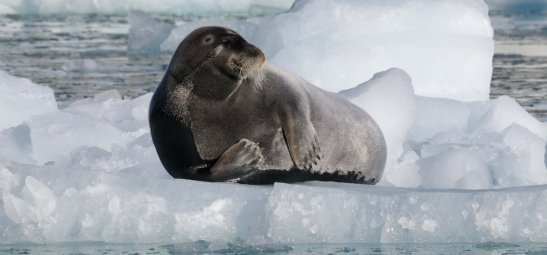 Expedition in den Scoresby Sund, inklusive langer Wanderungen | HONDIUS - Polar