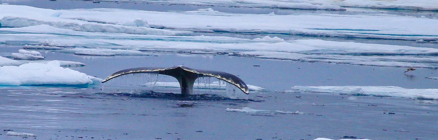 Nordwest-Island-Expedition\