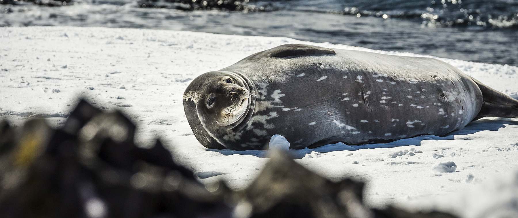 Antarktis-Basecamp: Expedition ins Eis - Aktiv, Abenteuerlich, Einzigartig | HONDIUS - Polar