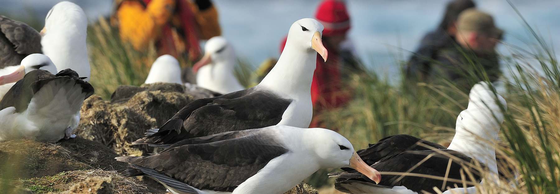 Abenteuer am Ende der Welt: Falklandinseln, Südgeorgien und Antarktis | PLANCIUS - Polar