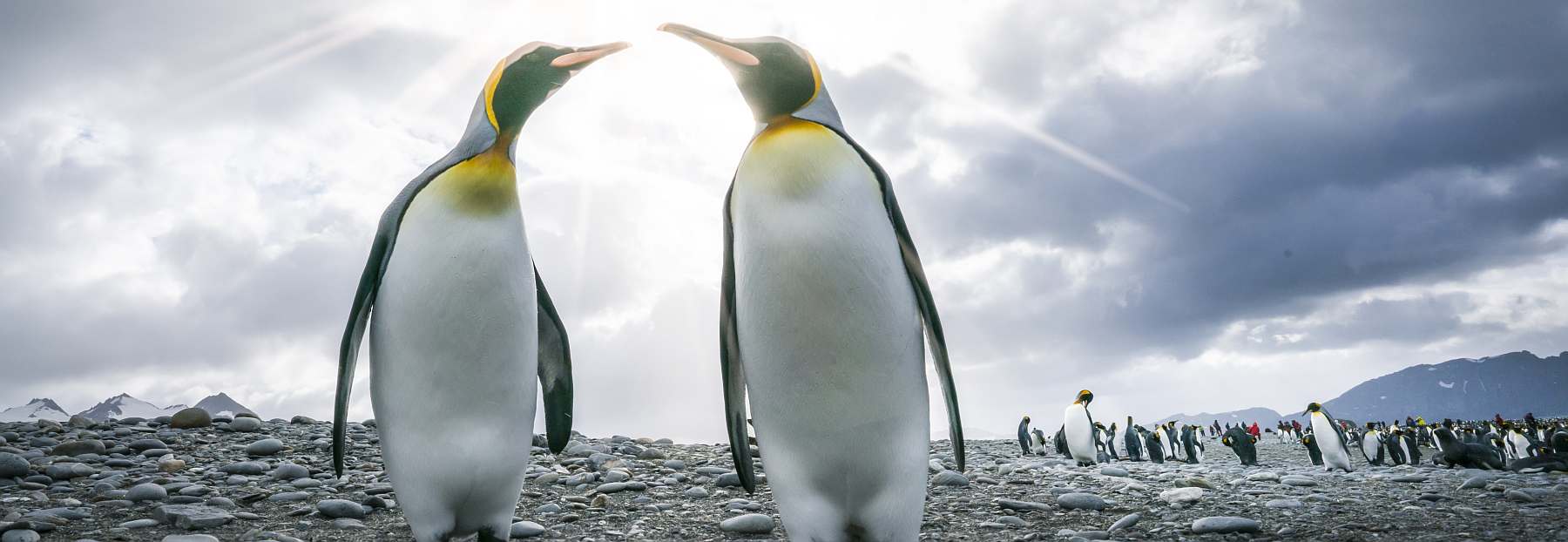Auf Shackleton\'s Spuren - Falkland, Südgeorgien & Antarktis | HONDIUS - Polar
