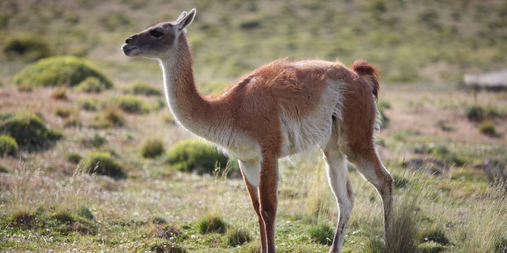 Pixabay_guanaco-4016981(1)