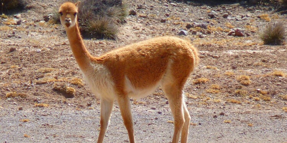 Pixabay_vicuna-43293